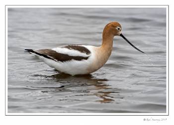 Avocet 1.jpg